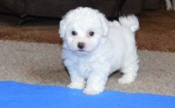 Male and female Bichon Frise puppies