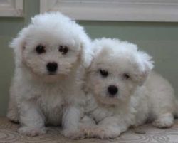 Beautiful Bichon Frise Puppies (girls and boys)