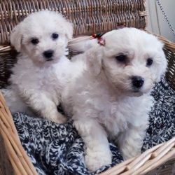 Adorable male and a female Bichon Frise puppies