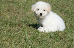 Home raised Bichon Frise puppies For Lovely Homes