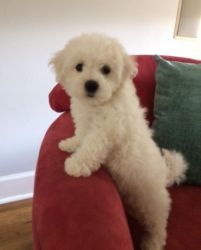 Home Raised Bichon Frise Puppies For Sale