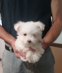 Darling Bichon Frise puppies available