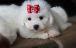 Happy and Sweet Male/Female Bichon Frise Puppies available