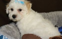 Awesome AKC Bichon Frise Male and Female Puppies