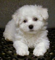 Affordable AKC Bichon Frise Puppies Available