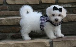 Lovely House Trained Bichon Frise puppies