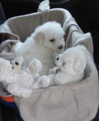 Bishon Frise Puppies for adoption!❤️❤️Text or call (xxx) xxx - xxx8