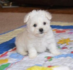 Lovely Bichon Frise puppies!!!