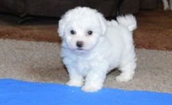 Awesome Bichon Frise Puppies