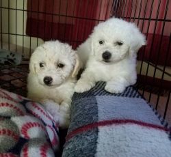 Astonished Bichon Frise puppies for sale