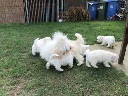 Adorable Bichon Frise Puppies seeking for a lovely home
