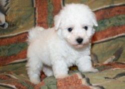 Bichon Frise Puppies available