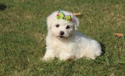 Obedient Lovely Bichon Frise Puppies.