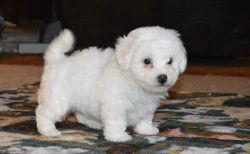 Perfect Healthy Bichon Frise puppies