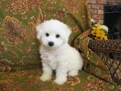 Male and Female Bichon Frise puppies