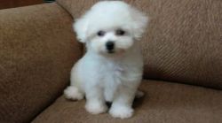 Beautiful, Healthy, Well Socialized Bichon Frise Puppies