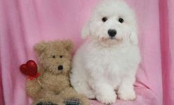 AKC Limited Registered Bichon Frise Female Puppy