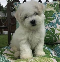 Micro-Chipped Male and Female Bichon Frise Puppies