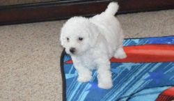 Gorgeous Little Male and Female Bichon Frise Puppies