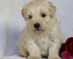 Gorgeous Male and Female Bichon Frise Puppies