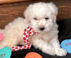 Exceptional Male and Female Bichon Frise Puppies