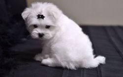 Bichon Frise puppies available
