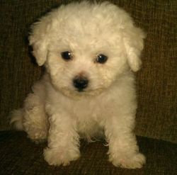 White Fluffy Male and Female Bichon Frise Puppies