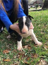 Bull Terrier available for sale