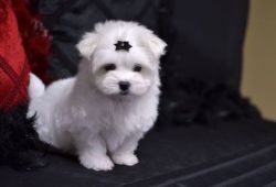 Bichon Frise puppy for a new home