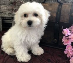 Well Socialized Male and Female Bichon Frise Puppies