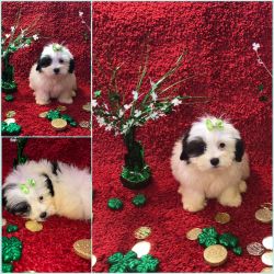 Shichons available