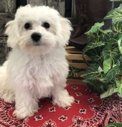 Happy and Playful ACA Registered Bichon Puppies