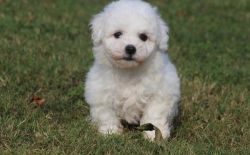 CKC Bichon Frise Puppies 2 males and 3 females.
