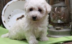 Very Well Socialized Bichon Frise Puppies