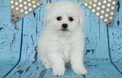 Micro-chipped Male and Female Bichon Frise Puppies