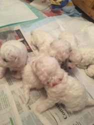 **1 Girl 1 Male Remaining** Bichon Frise Puppies!