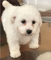 Friendly, Energetic Male and Female Bichon Frise Puppies