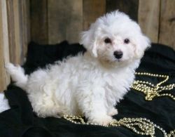 Top class Bichon Frise puppies for adoption