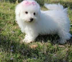 Male and female Bichon Frise Puppies