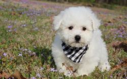 Affectionate Bichon Frise puppies Ready Now