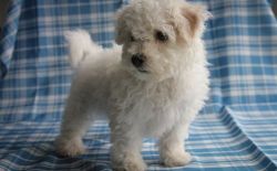 Well Socialized Bichon Frise puppies.