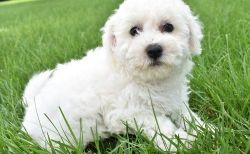 Sweet Bichon Frise Puppies boys and girls available.