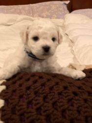 Male Bichon Puppies ready for the holidays. 8 weeks old