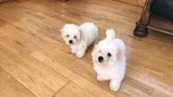 AKC PUPPIES Registered Bichon-Frise Very Playful