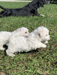 Beautiful 8 week old Bichon Frise Puppies