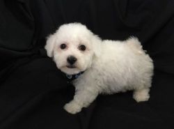 Healthy Puppies of Bichon Frise Available for Sale