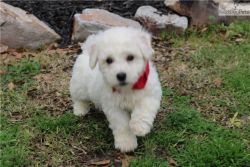Healthy AKC Bichon Frise Puppies Available