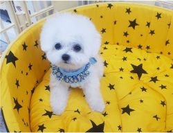 Healthy Bichon Frise puppies for sale.