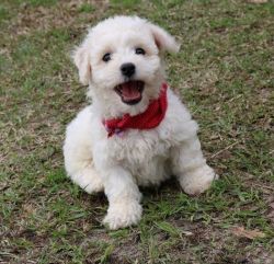 Healthy Puppies of Bichon Frise Available for Sale