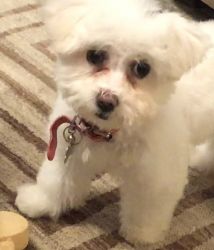 Four month old female Bichon Frise FOR SALE